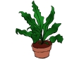 bird's nest fern.gif